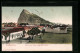 Postal Gibraltar, The Rock From Linea Bull Ring  - Gibraltar