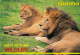 ANIMAUX  LIONS   SIMBA . WILDLIFE - Lions