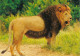 ANIMAUX  LIONS - Lions