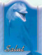 Animaux - Dauphin - Dolphin - Carte à Message - CPM - Carte Neuve - Voir Scans Recto-Verso - Dolphins