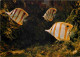Animaux - Poissons - Musée Océanographique De Monaco - 24-048-09 - Pit-Pit - Chelmon Rostratus - CPM - Voir Scans Recto- - Vissen & Schaaldieren