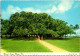 31-3-2024 (4 Y 31) USA - Hawaii Islands Largest Banyan Tree - Bäume