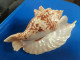 Strombus Gallus Martinique (Ste-Anne) 142mm GEM WO N22 - Seashells & Snail-shells