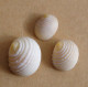 Nerita Plicata (lot De 3)  Indonésie (Bali) 13/18,8mm F+++/GEM WO N21 - Seashells & Snail-shells