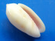 Oliva Tesselata Philippines (Sarangani) 15,2mm GEM N7 - Seashells & Snail-shells