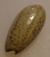 Oliva Tigrina Mozambique 47,7mm GEM N12 - Seashells & Snail-shells