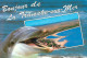 Animaux - Dauphin - Dolphin - La Tranche Sur Mer - CPM - Voir Scans Recto-Verso - Dauphins