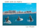 Animaux - Dauphin - Dolphin - Saint Jean De Monts - CPM - Voir Scans Recto-Verso - Dolfijnen