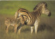 Postcard Burchell's Zebra PU South Africa 1989  My Ref B26430 - Zebre