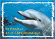 Animaux - Dauphin - Dolphin - Carte à Message - CPM - Carte Neuve - Voir Scans Recto-Verso - Delfini