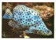 Animaux - Poissons - Mérou De Grace Kelly - CPM - Voir Scans Recto-Verso - Poissons Et Crustacés