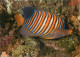 Animaux - Poissons - Regal Angelfish - CPM - Voir Scans Recto-Verso - Fish & Shellfish