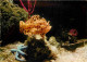 Animaux - Poissons - Aquarium De La Rochelle - 17.300.11 - Antennarius - Etoile Tropicale Bleue - Gorgone Violette - CPM - Pescados Y Crustáceos