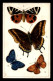 ILLUSTRATEURS - RAPHAEL TUCK - SERIE BUTTERFLIES - PAPILLONS - CARTE GAUFREE - Tuck, Raphael