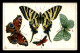 ILLUSTRATEURS - RAPHAEL TUCK - SERIE BUTTERFLIES - PAPILLONS - CARTE GAUFREE - Tuck, Raphael