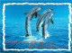 Animaux - Dauphin - Dolphin - Carte à Message - CPM - Carte Neuve - Voir Scans Recto-Verso - Delfini