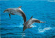 Animaux - Dauphin - Dolphin - Grèce - Greece - CPM - Voir Scans Recto-Verso - Dauphins