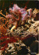 Animaux - Poissons - Aquarium De La Rochelle - 17.300.18 - Corallium Rubrum Méditerranée - CPM - Voir Scans Recto-Verso - Pescados Y Crustáceos