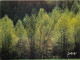 Arbres - Forêt - CPM - Voir Scans Recto-Verso - Arbres