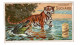 Chromo Chocolat Suchard, 142 / 5, Animaux Sauvages, Tigre, Crocodile - Suchard