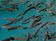 Animaux - Poissons - Blausee - Lac Bleu - Forellenzucht - CPM - Voir Scans Recto-Verso - Pesci E Crostacei