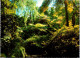 2-4-2024 (4 Y 44) Australia - VIC  Bulga National Park (fern & Trees) - Andere & Zonder Classificatie