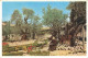 73968770 Jerusalem__Yerushalayim_Israel The Garden Of Gethsemane - Israel