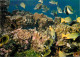 Animaux - Poissons - Poissons Des Tropiques - Jardin De Corail - Coral Garden - CPM - Voir Scans Recto-Verso - Poissons Et Crustacés