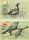 Endangered Birds Of India, Quail, Florican, Thrush, And Stork, 4-Maxim Cards, 2006, Condition As Per Scan - Lettres & Documents