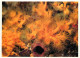 Animaux - Poissons - Aquarium De La Rochelle - 6 - Zoanthes - Méditerranée - CPM - Voir Scans Recto-Verso - Pesci E Crostacei