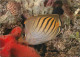 Animaux - Poissons - Chaetodon Pelewensis - CPM - Voir Scans Recto-Verso - Pesci E Crostacei