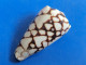 Conus Marmoreus Batard Trouvé Vivant Nouvelle Calédonie 44,5mm F+++ N2 - Coquillages