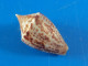 Conus Puncticulatus  Martinique (Le Vauclin)  Trouvé Vivant 15,6mm F+++/GEM N26 - Schelpen