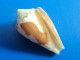 Conus Pseudaurantius  Martinique (Le Prêcheur)  Trouvé Vivant 21,6mm F+++ N8 RARE - Seashells & Snail-shells