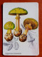 Calendrier De Poche Champignon. - Tamaño Pequeño : 1981-90