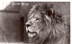 DA26.   Vintage Postcard. Lion's Head. - Lions