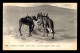 SCENES ET TYPES - SAHARA - DANS LE DESERT - CHAMEAUX MANGEANT LE DRIN - Afrique