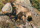 EN MONTAGNE LES MARMOTTES - Rhône-Alpes