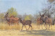 Zimbabwe Ex Rhodésie RHODESIA Kudu On The Move Antilope  (2 Scans)N° 10 \ML4038 - Simbabwe