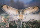 LIBYA 1982 Birds Bird "Western Barn Owl" (maximum-card) #12 - Owls