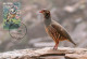 LIBYA 1982 Birds Bird "Barbary Partridge" (maximum-card) #11 - Grey Partridge