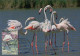 LIBYA 1982 Birds Bird "Greater Flamingo" (maximum-card) #6 - Flamingo