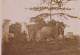 CAMBODGE Photo 1890 éléphant Du Roi En Laisse Phnom-Penh Indochine Asie King's Elephant In Leash - Asie