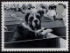 GREAT BRITAIN 2001 QEII 1st Black & Grey, Cats & Dogs-St Bernard In Show Box SG2189 Used - Gebruikt