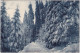 Kipsdorf Altenberg (Erzgebirge) Winterwald Ansichtskarte  1909 - Kipsdorf