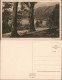 Ansichtskarte Stubbenkammer-Sassnitz Stubbenkammer - Wald 1926 - Sassnitz