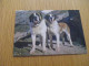 Delcampe - LOT DE +DE 100 Cartes ANIMAUX - CHIEN CHAT ANE DAUPHIN SINGE ELEPHANT OISEAUX Etc - Verzamelingen & Kavels