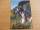 Delcampe - LOT DE +DE 100 Cartes ANIMAUX - CHIEN CHAT ANE DAUPHIN SINGE ELEPHANT OISEAUX Etc - Verzamelingen & Kavels