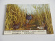 Delcampe - LOT DE +DE 100 Cartes ANIMAUX - CHIEN CHAT ANE DAUPHIN SINGE ELEPHANT OISEAUX Etc - Verzamelingen & Kavels