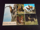 Delcampe - LOT DE +DE 100 Cartes ANIMAUX - CHIEN CHAT ANE DAUPHIN SINGE ELEPHANT OISEAUX Etc - Verzamelingen & Kavels